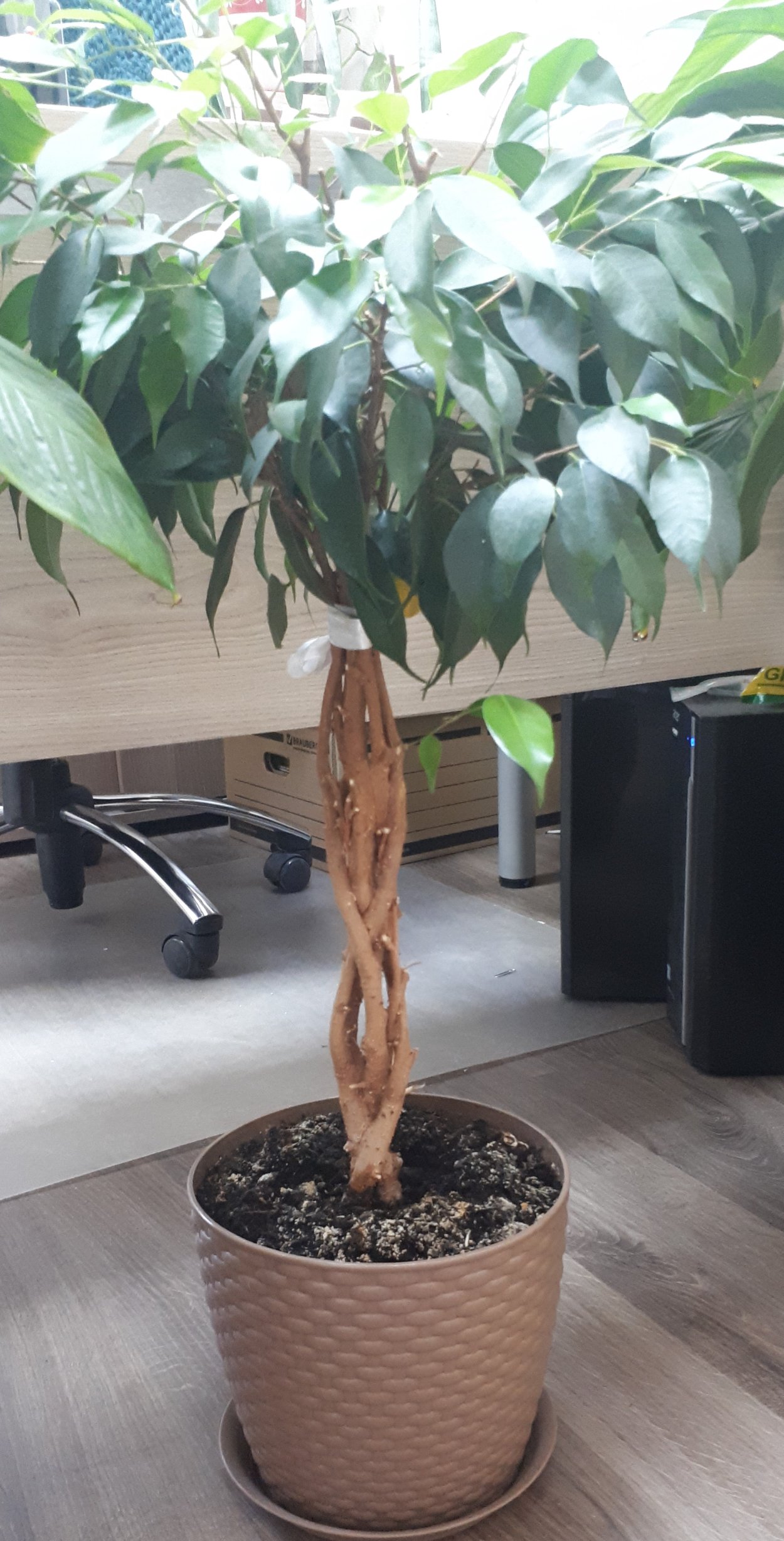 Фикус Бенджамина переплетенный