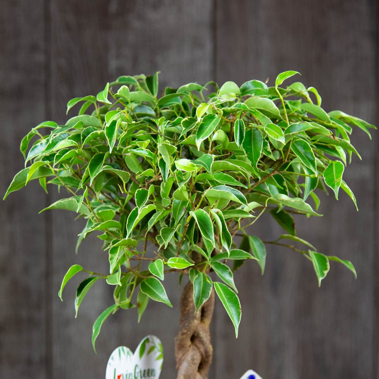 Фикус Бенджамина Нина