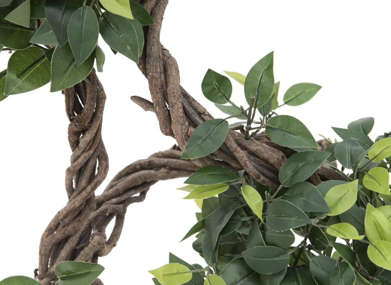 Фикус с переплетенными ветками