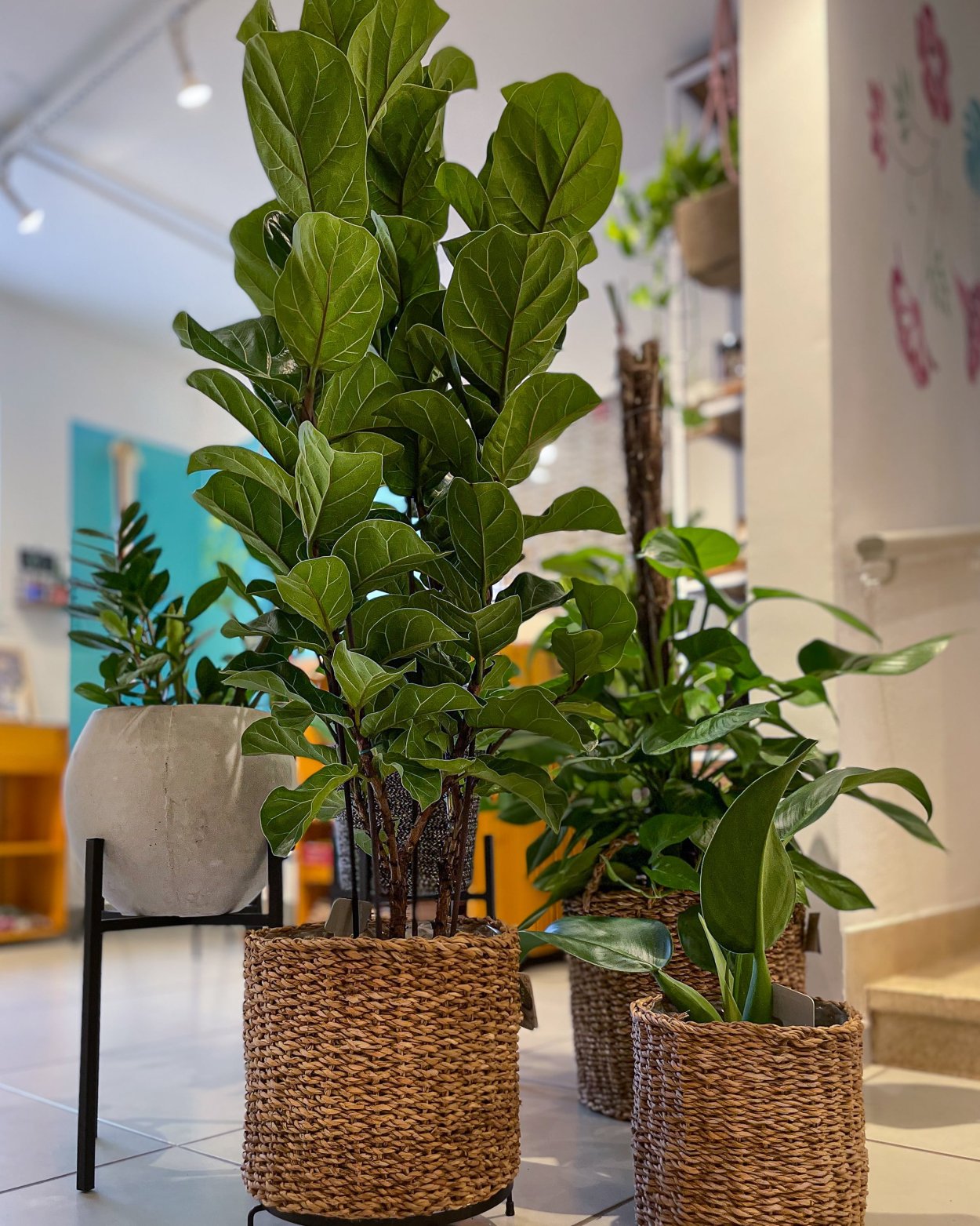 Фикус Эректа Вариегата