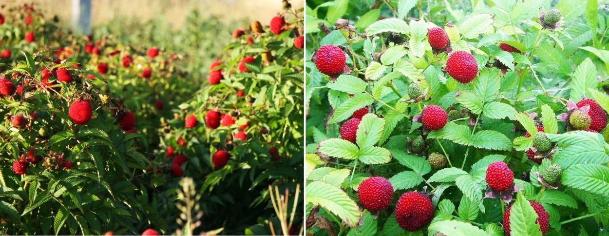 Розолистная малина куст