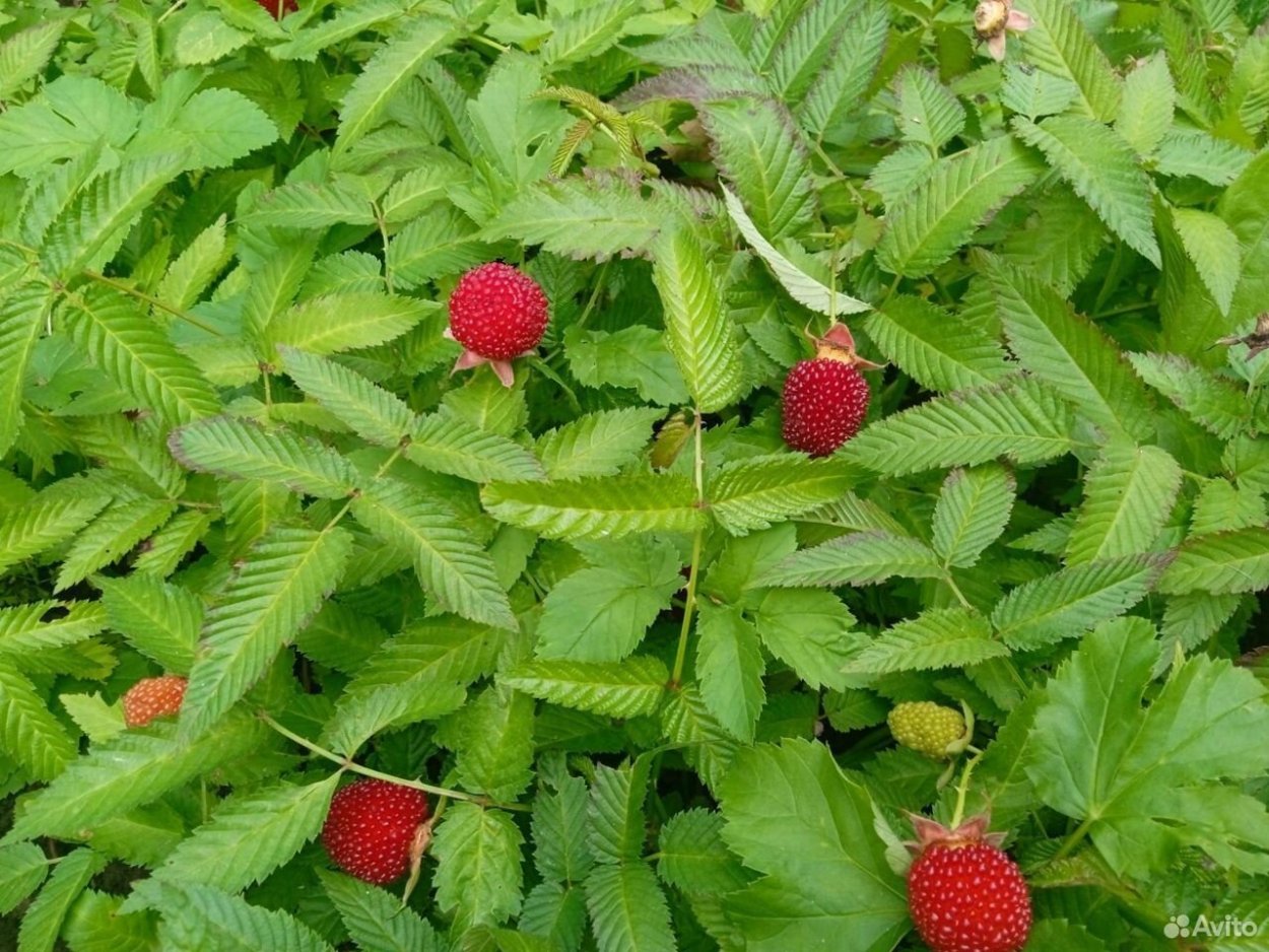 Карликовая малина