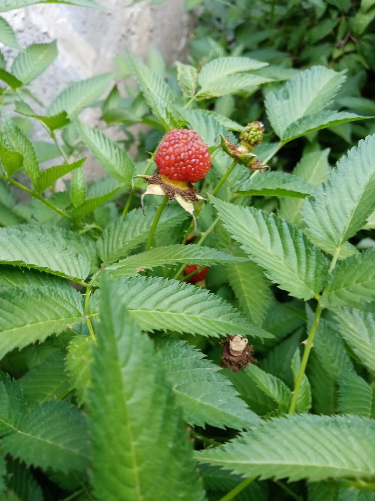 Тибетская малина фото