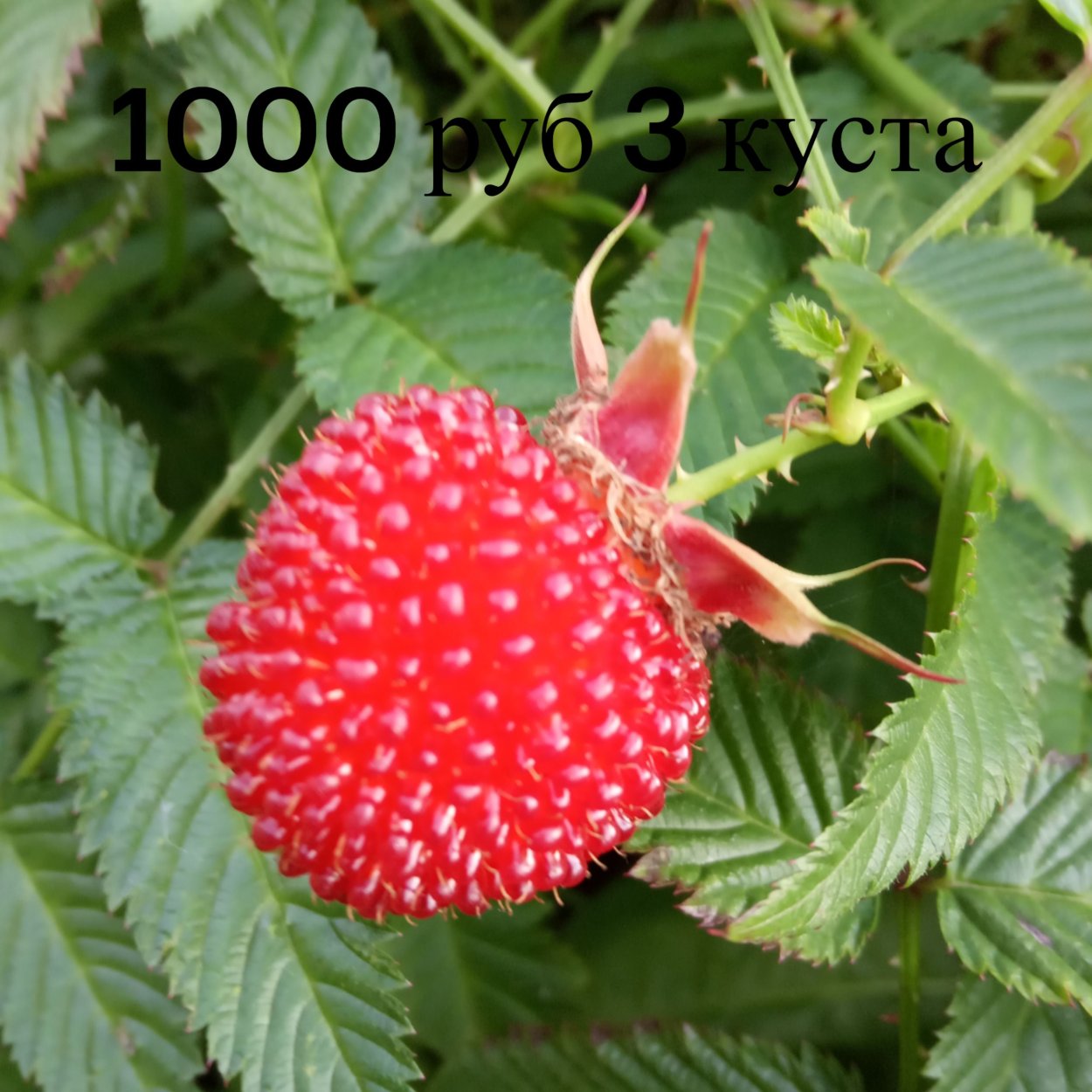 Малина Земляничная розолистная