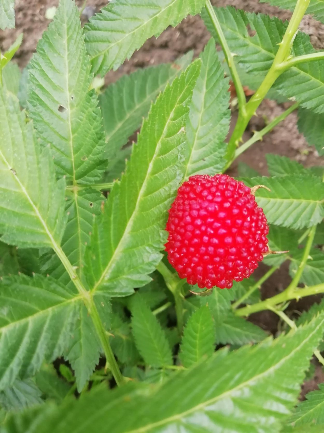 Тибетская малина