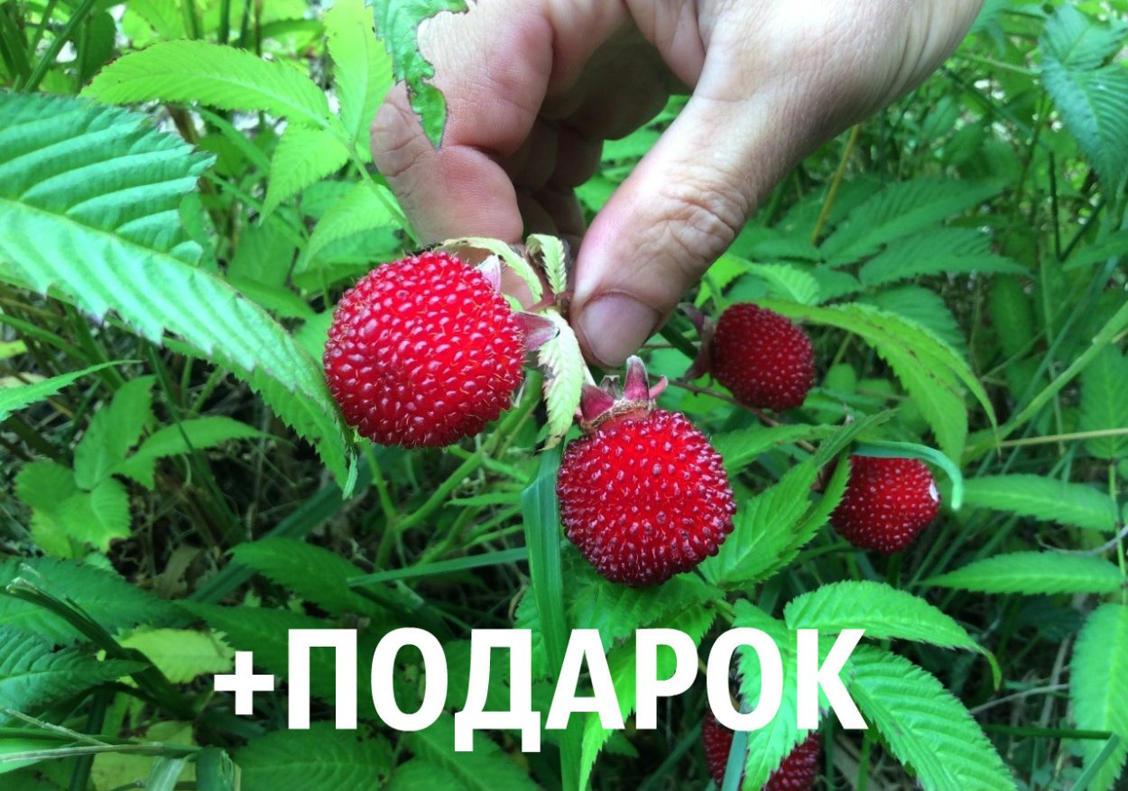 Малина тибетская Мяо Мяо