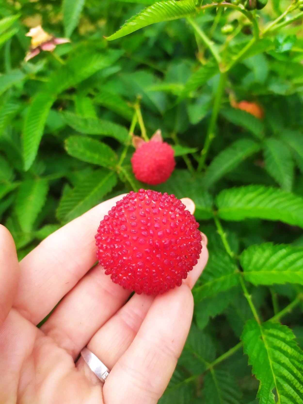 Тибетская малина