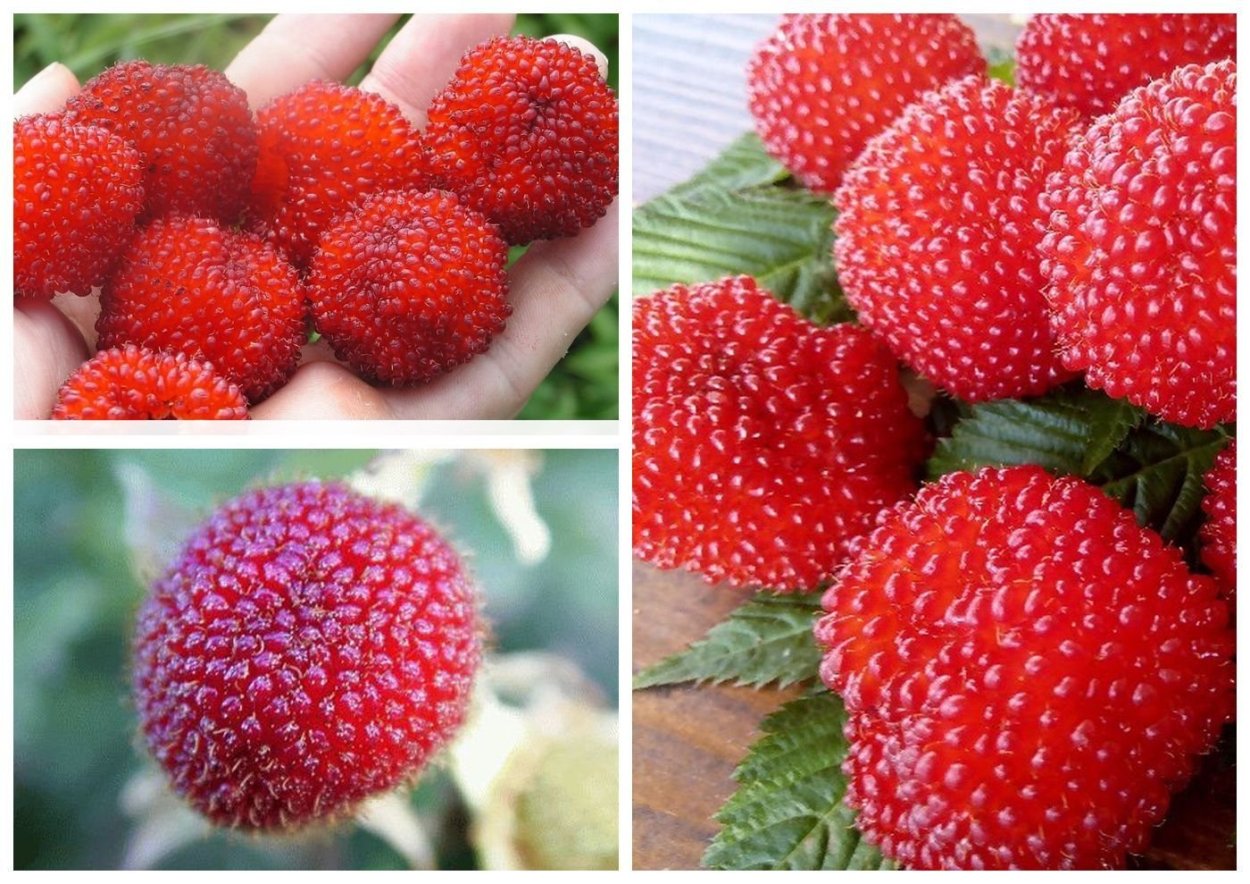 Малина тибетская розолистная