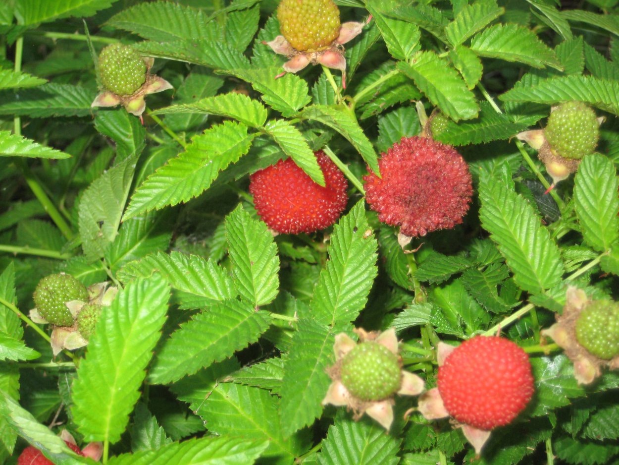 Малина розолистная