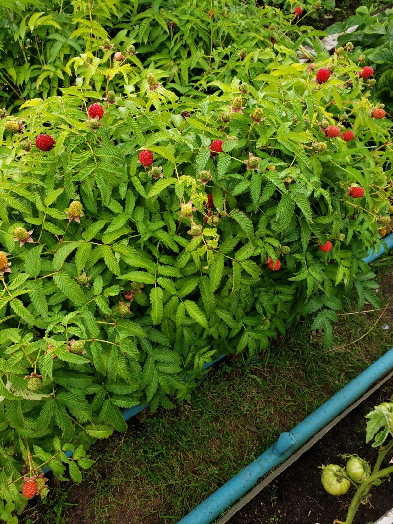 Клубне малина тибетская