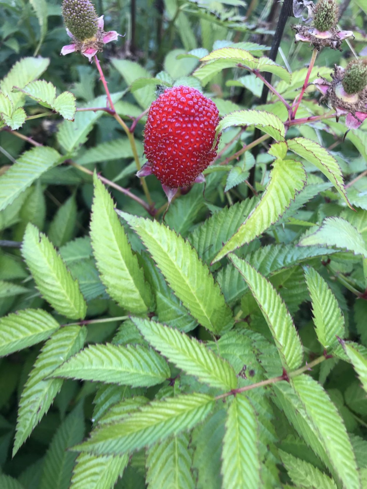 Княженика тибетская малина