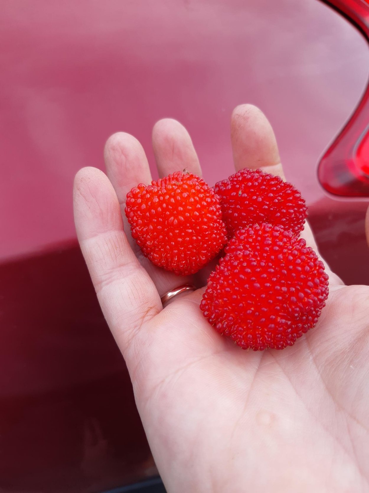 Ягода тибетская малина