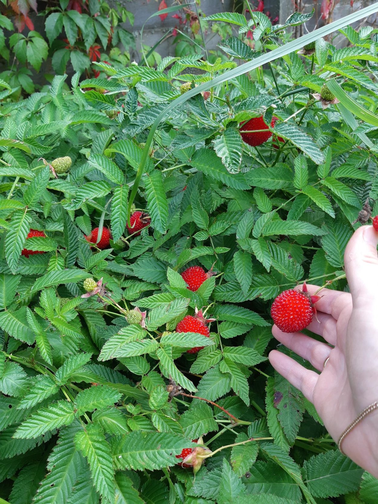 Тибетская малина