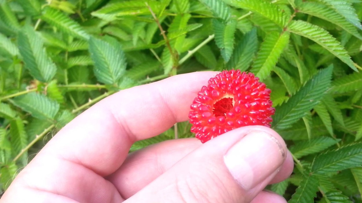 Малина тибетская розолистная