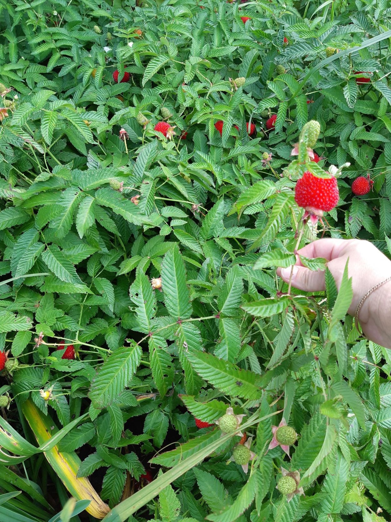 Гайлардиятибецкая малина