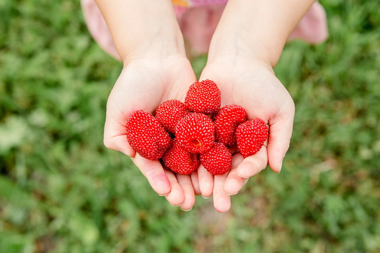 Тибетская малина черная