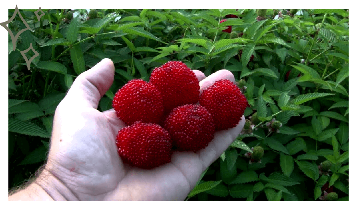 Малина тибетская Мяо Мяо