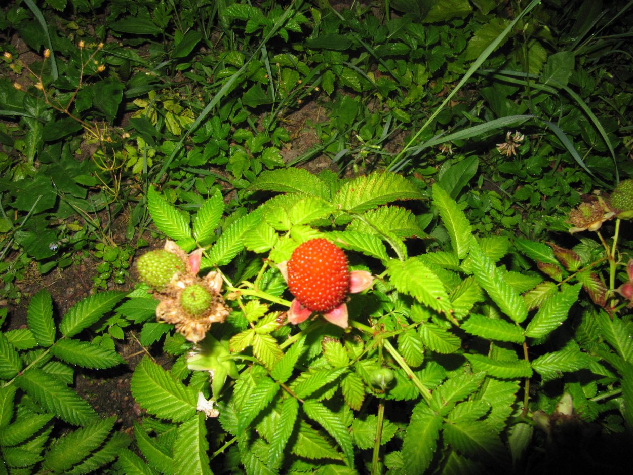 Малина Земляничная (с2)