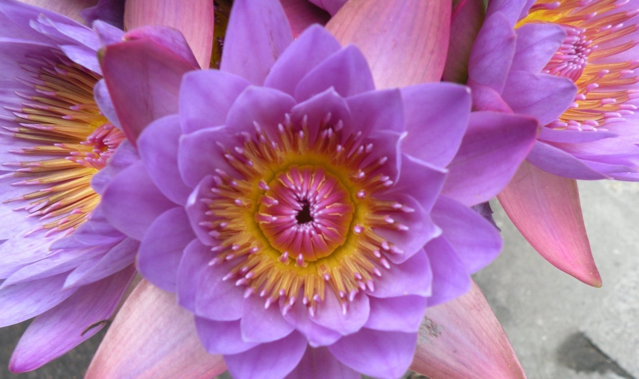 Пиастры цветы