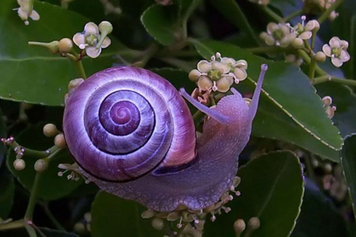 Улитка Priotrohatella stellata