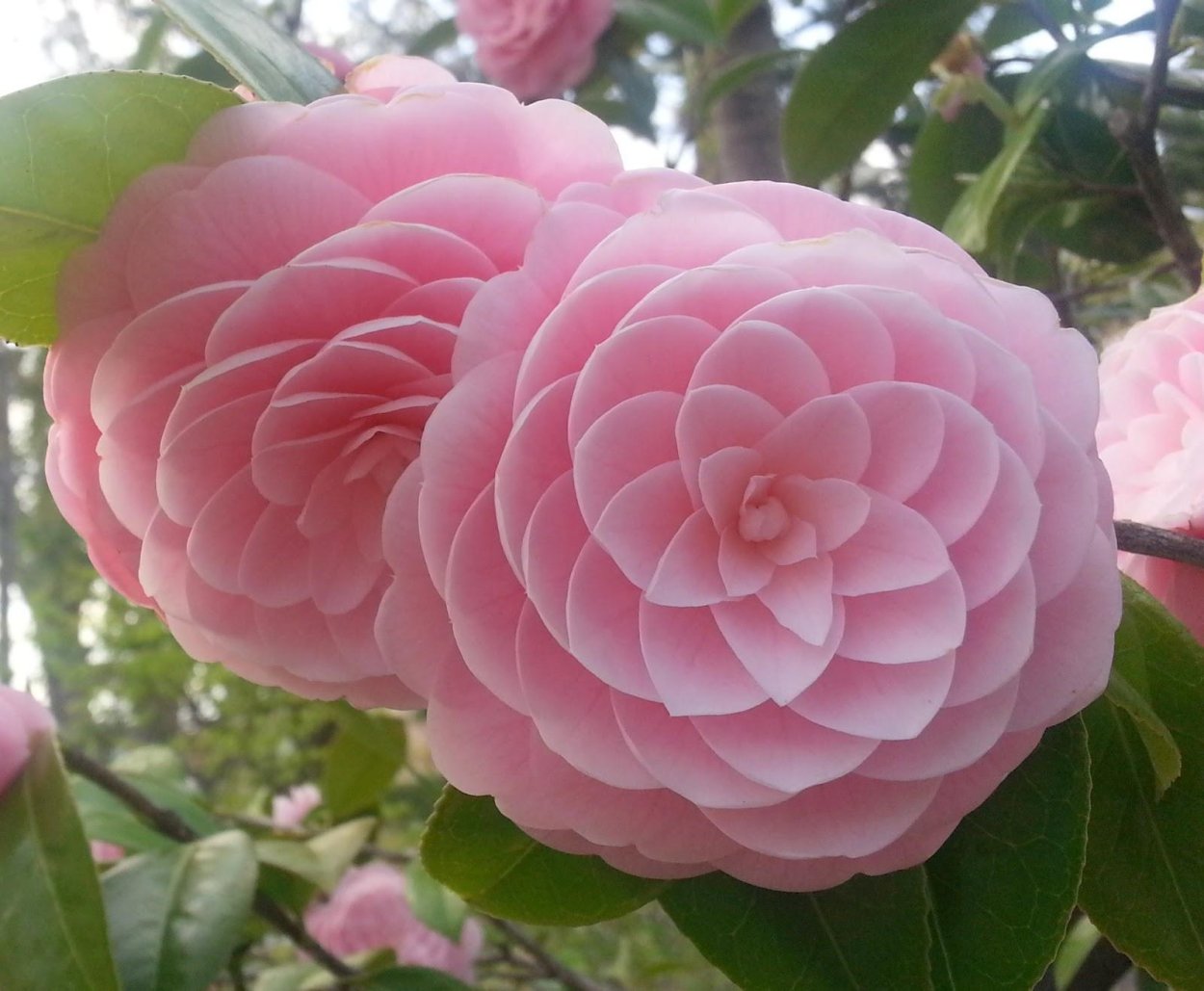 Камелия японская Camellia japonica