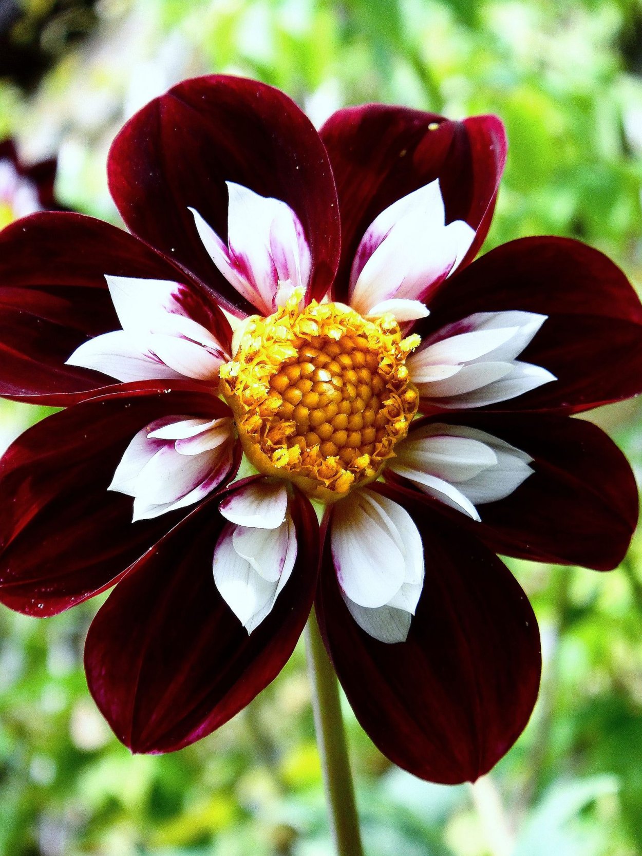 Редкие цветы