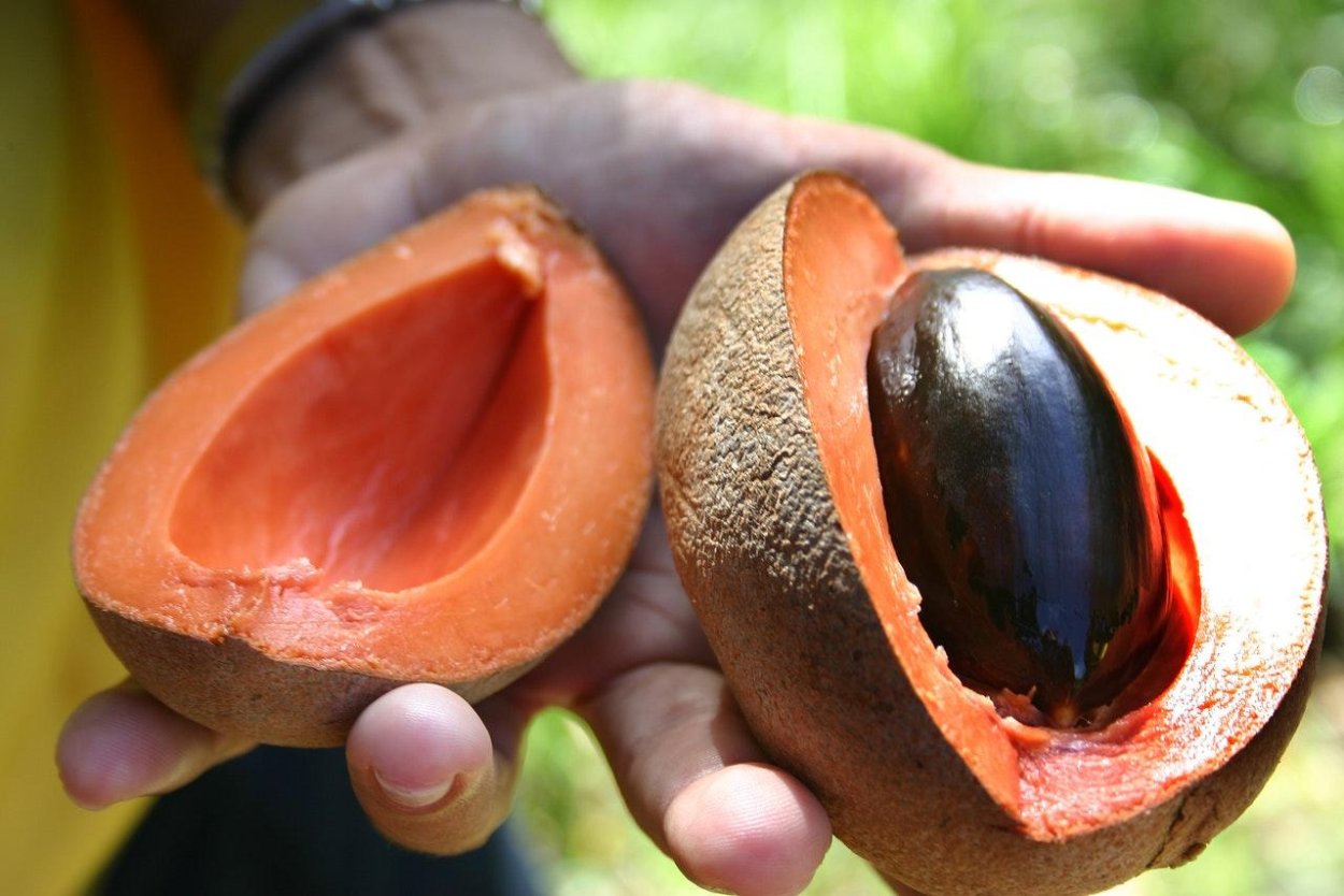 Сапоте фрукт Доминикана