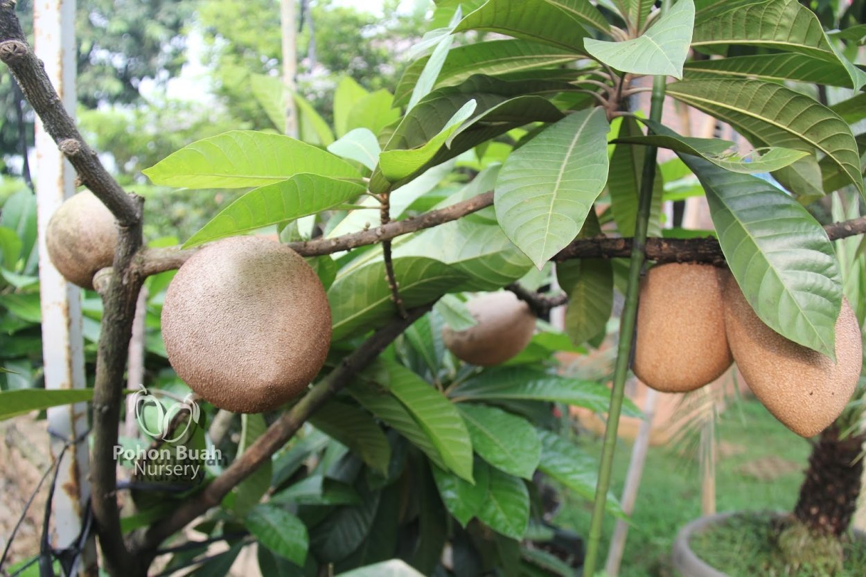 Мамей фрукт Куба