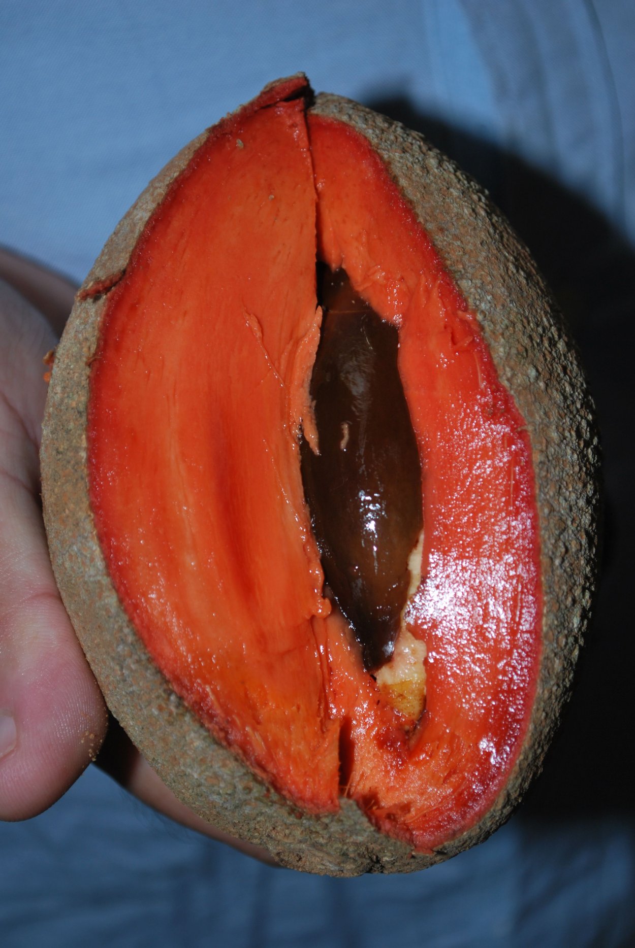 Красная сапота