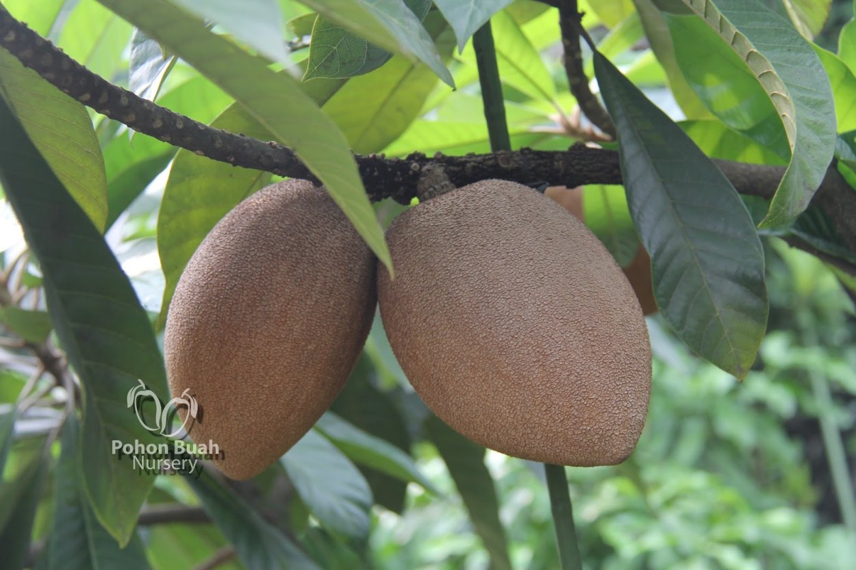 Мамей фрукт Куба