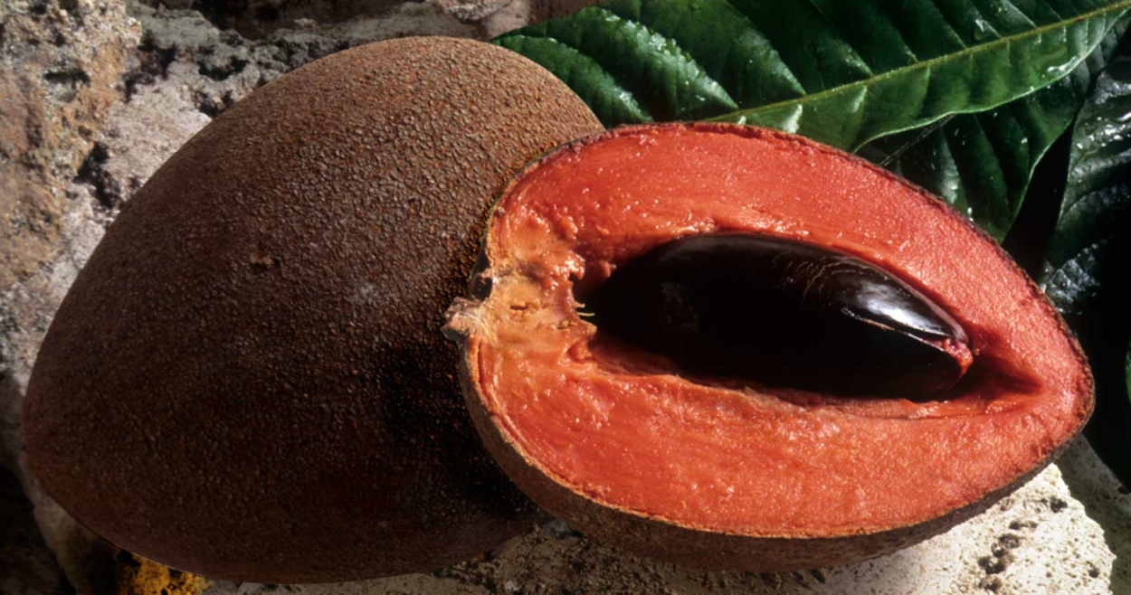 Мамей фрукт Куба