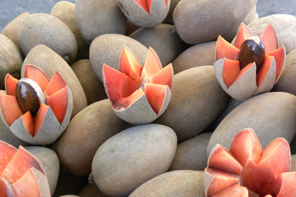 Сапоте Доминикана