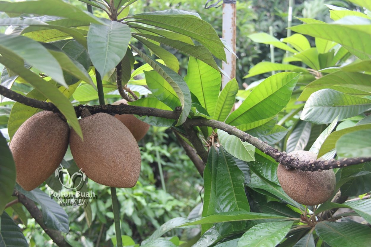 Мармеладное дерево сапота
