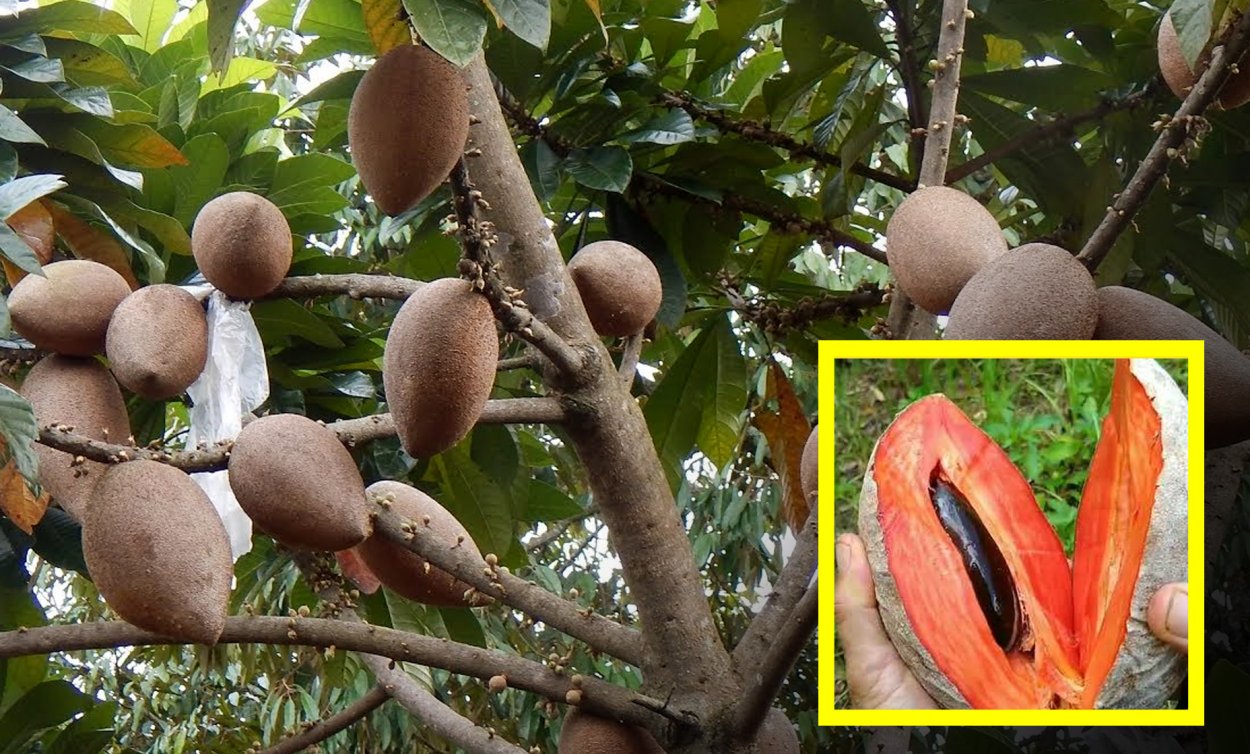 МАММЕЯ сапота