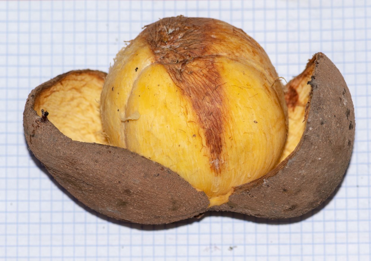 МАММЕЯ фрукт