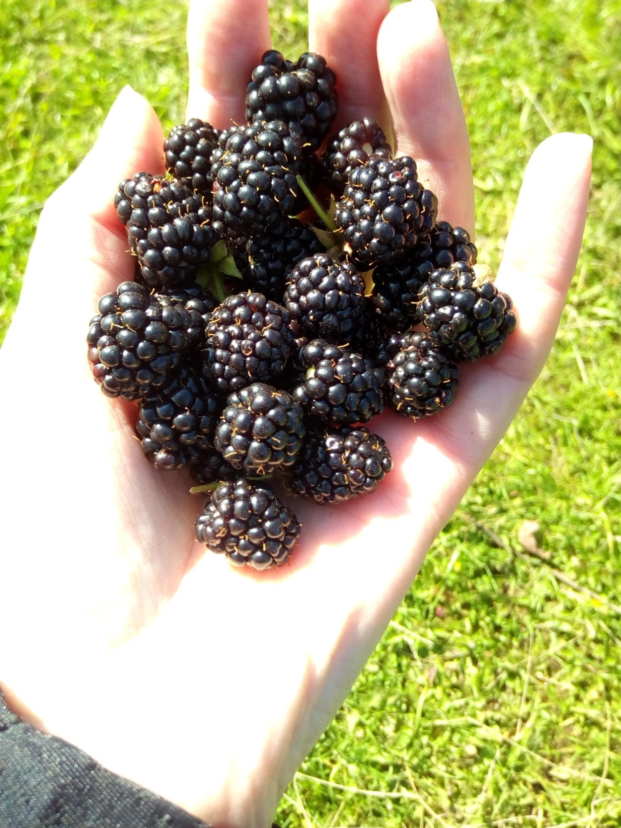 Лопарская ягода черная ягода