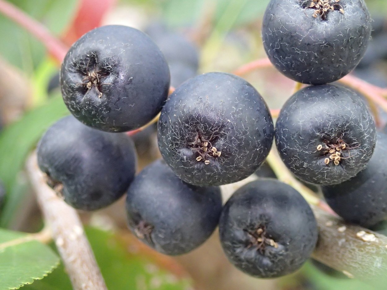 Черная вязкая ягода