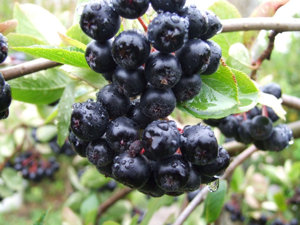 Арония черноплодная «черная Жемчужина»