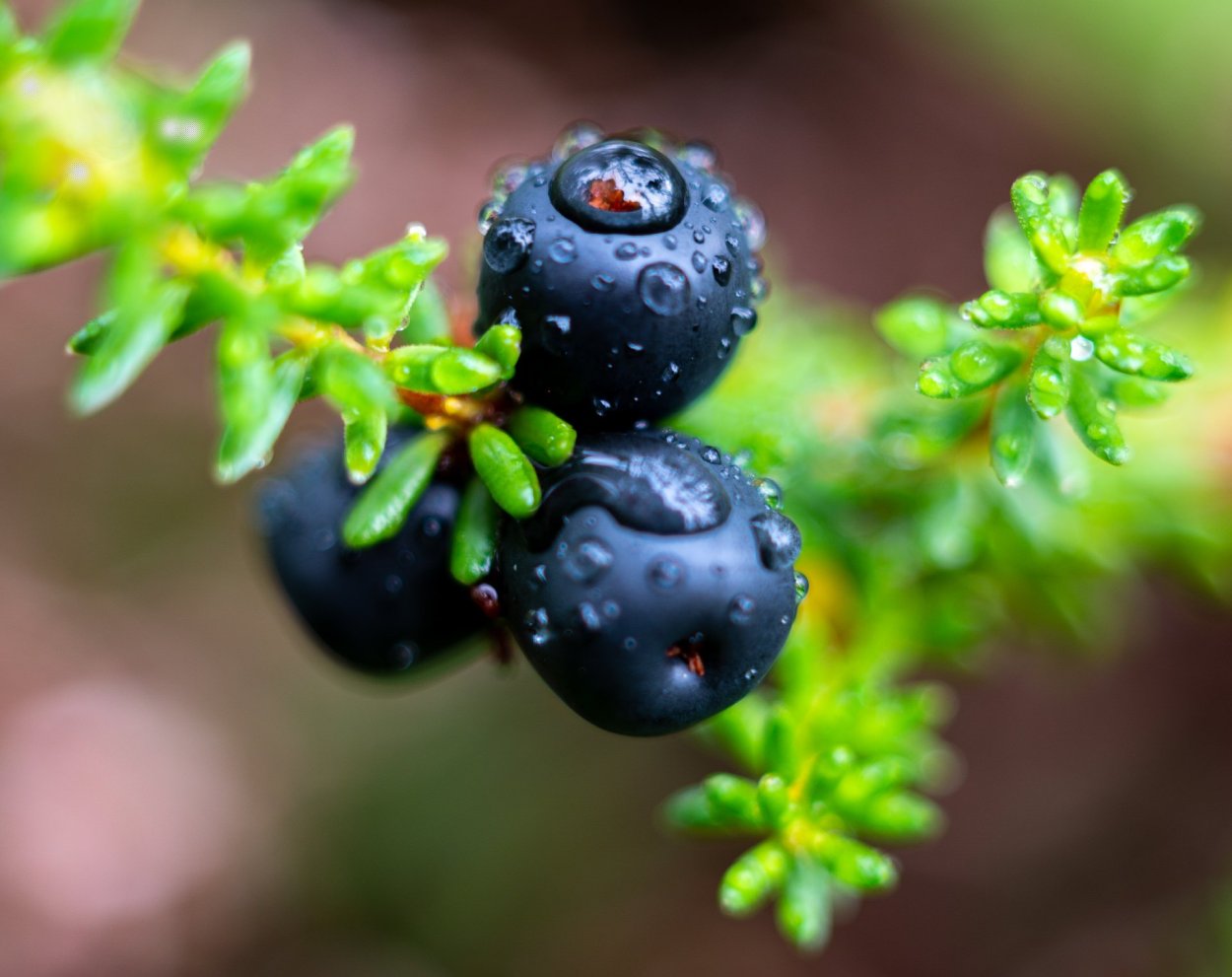 Водяника чёрная