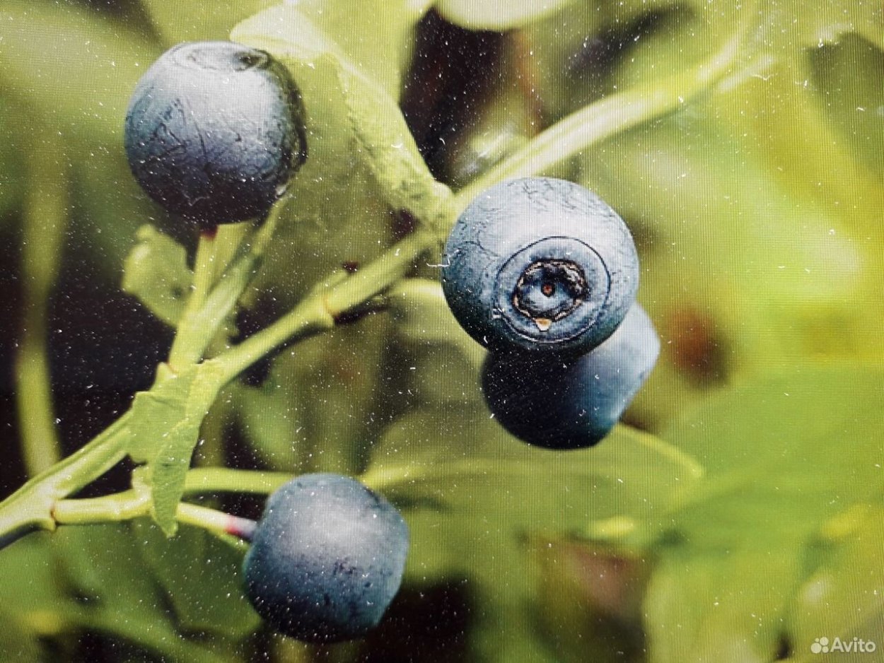 Черника обыкновенная