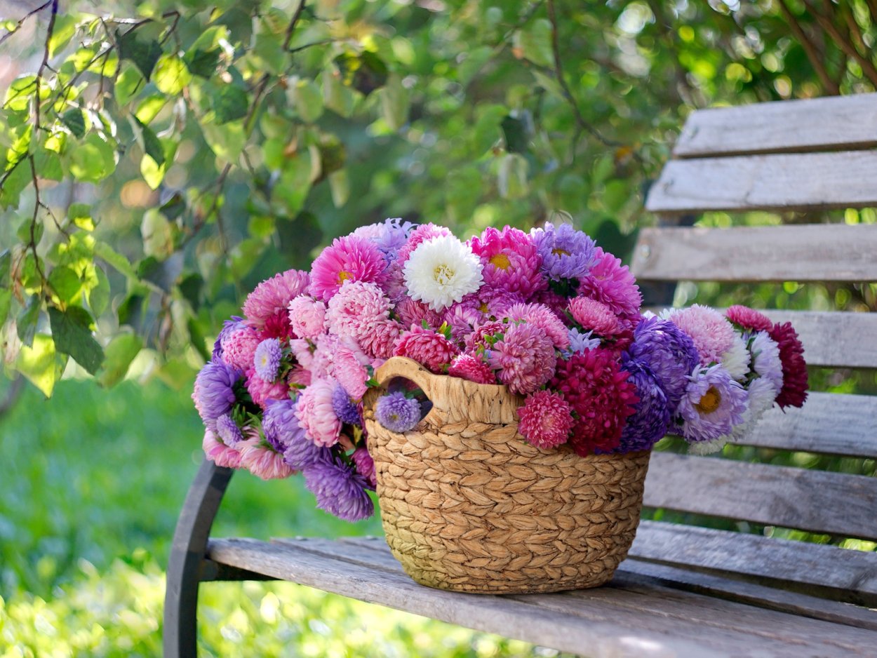 Август — астры, август — звезды, август — грозди