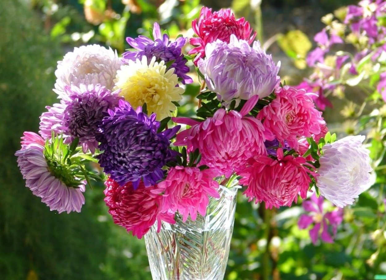 Астра букет микс махровая