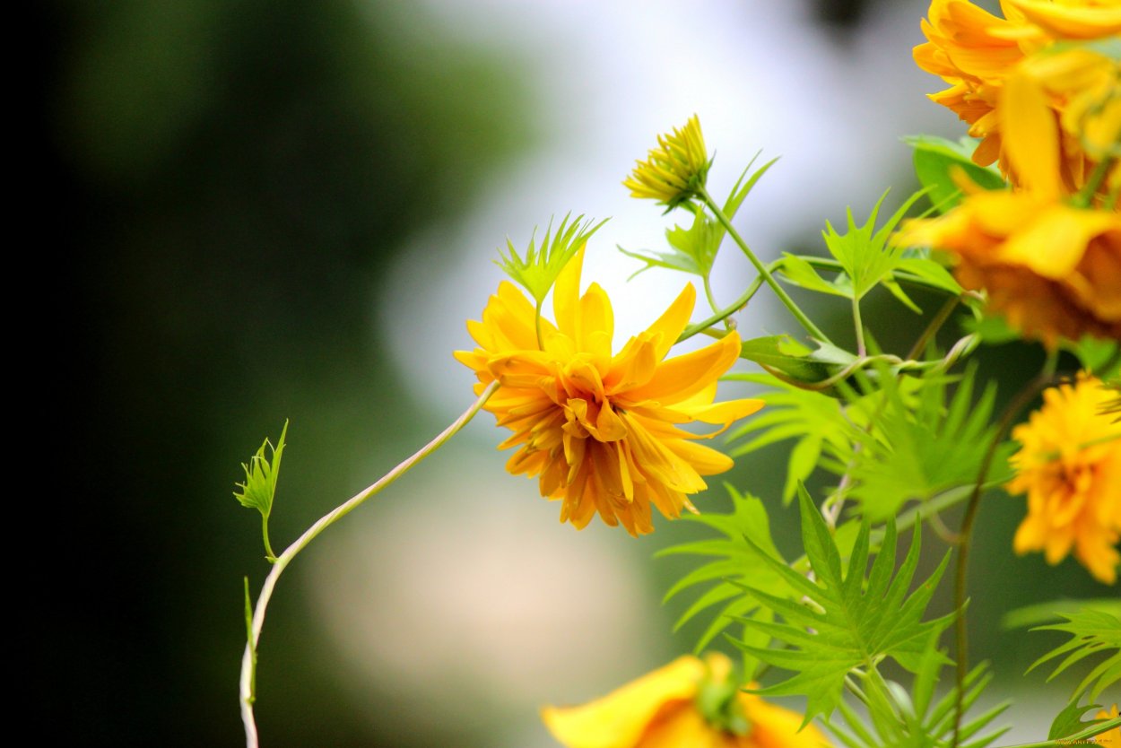 Золотые шары рудбекия Макросъёмка