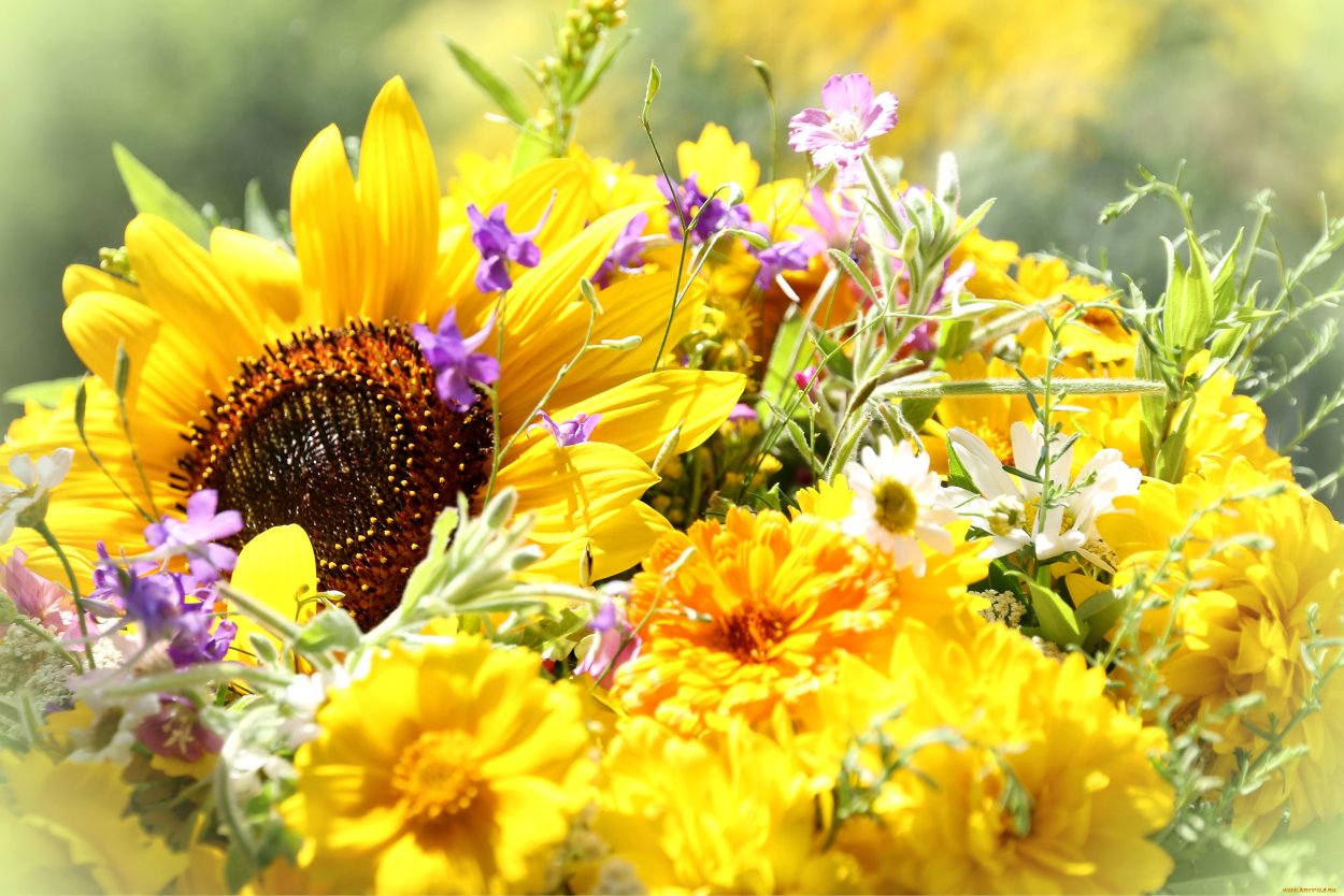 Цветы августа