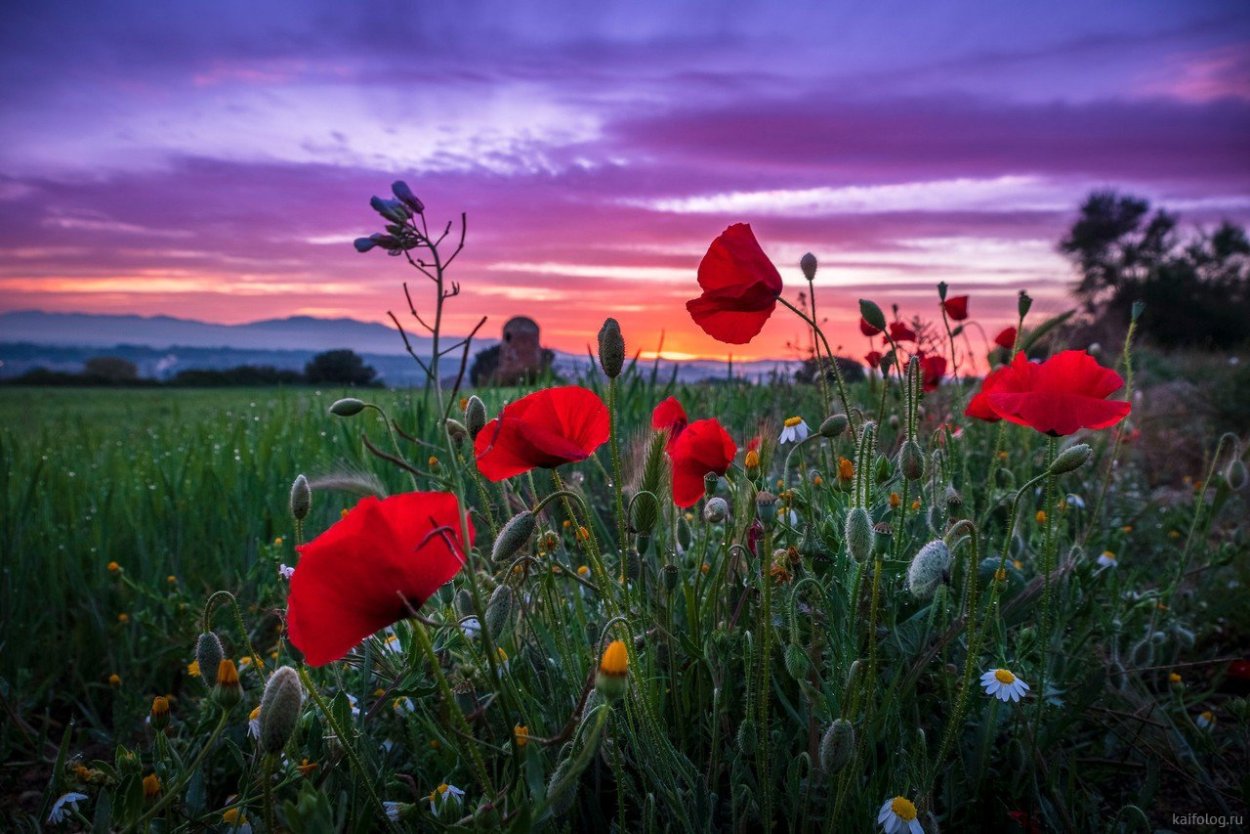 Красивый летний закат