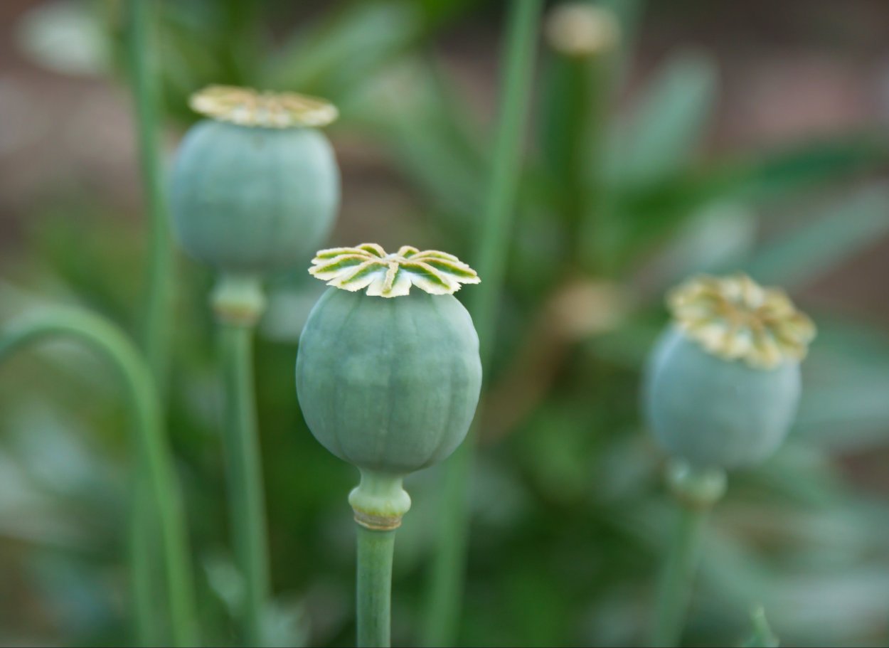 Мак опийный сухоцвет