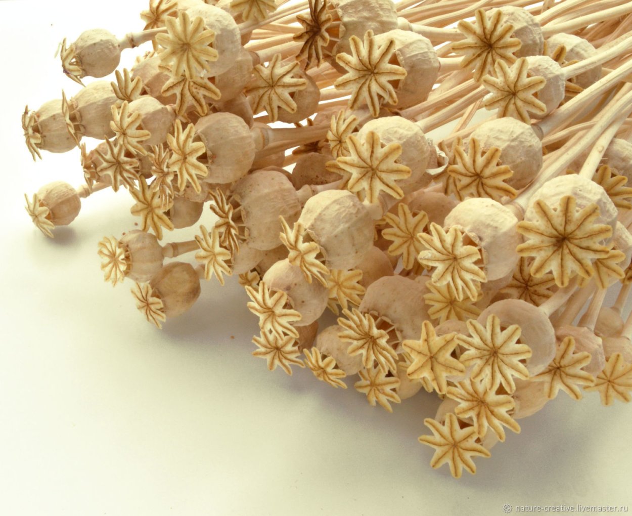 Сухоцветы цветы в коробочке