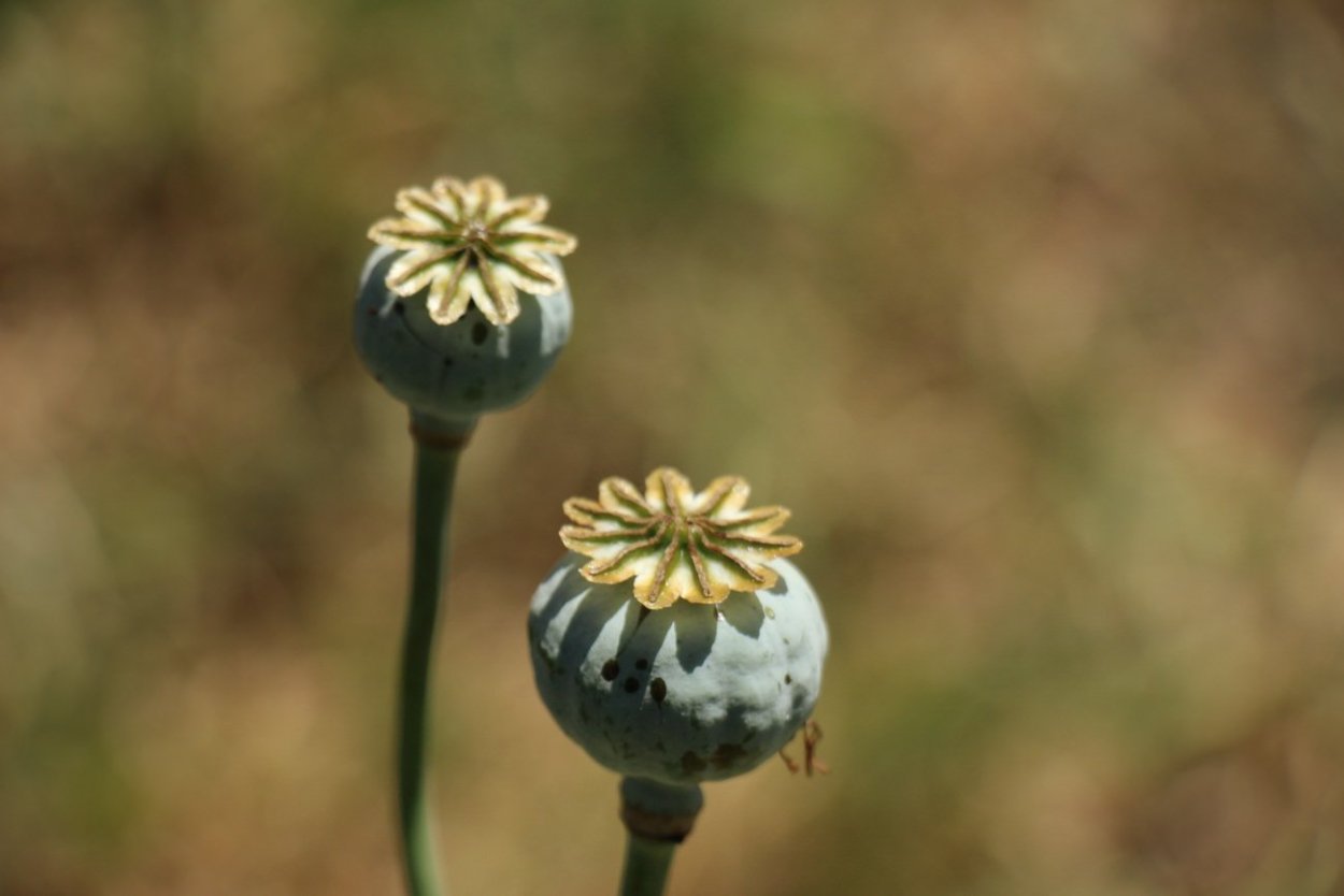 Коробочка мака паслена