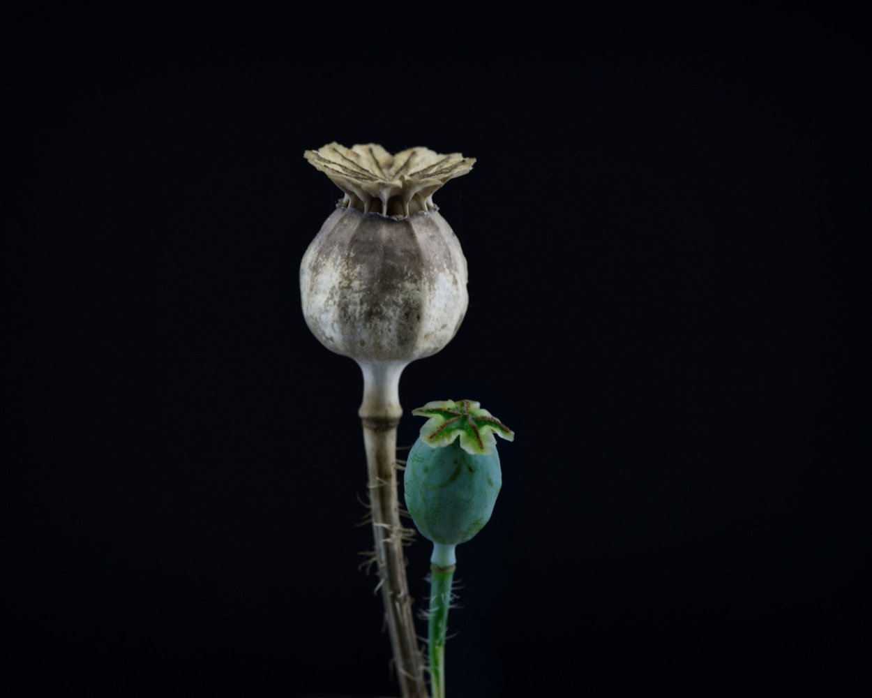 Опиумный Мак коробочка