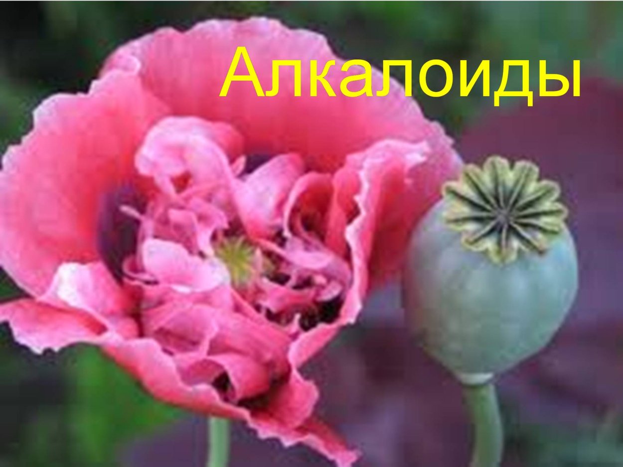 Мак снотворный алкалоиды